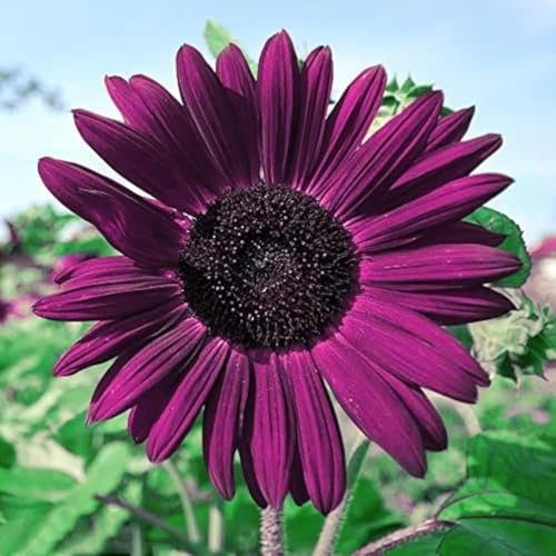 100pcs Graines De Tournesol, Violet Graines De Tournesol Pour Oiseaux, Graines De Fleurs Populaires, Plantes De Jardin Idéales, Tournesols Adaptés Au Jardin Et Au Balcon