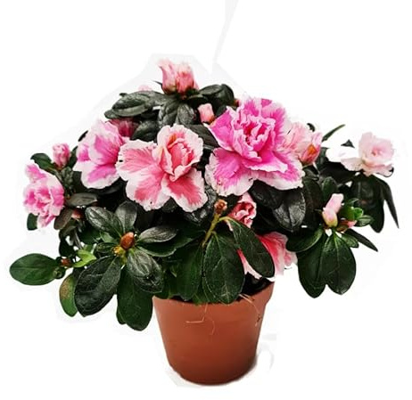 Planta Viva de Rododendro Enano – Azalea Natural y Colorida para el Hogar