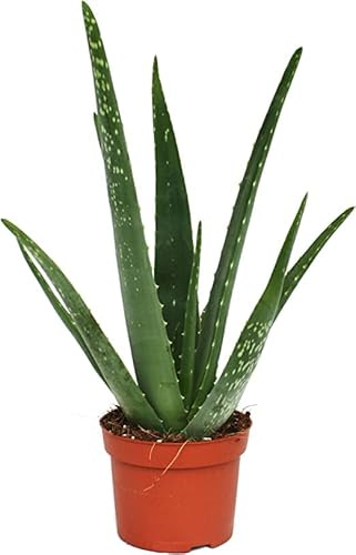 Planta Natural Aloe Vera Suculenta Ideal para la Decoración del Interior o los Exteriores del Hogar