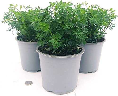 DECOALIVE | Ruda | Pack 3 Plantas | Ruta Graveolens | Maceta Ø10cm | Contenedor 0.54L | Plantas Naturales
