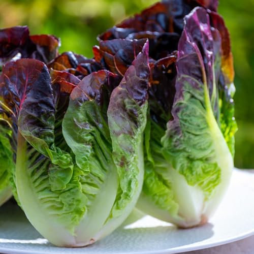 Pflücksalat Samen, Salatsamen, gemüsesamen, pflanzen garten Pflücksalat Pflanzen Kaufen, salatsamen alte sorten samen pflücksalat salat samen winterhart gemüse saatgut, seltene 300pcs