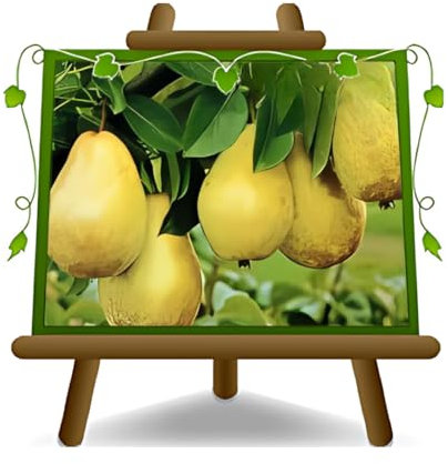 poirier poires doyen du rassemblement plante fruitière vieux sur un pot de 20 max 170 cm - 2 ans