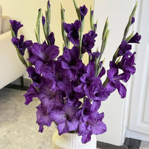 gladiolenzwiebeln winterhart mehrjährig - indoor steingartenpflanzen seltene 20pcs