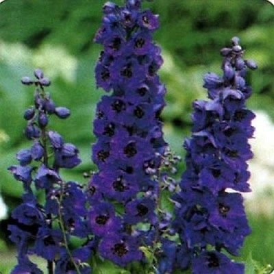 Delphinium Black Knight 100 semi