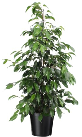 Plant in a Box - Ficus benjamina Danielle - Figuier pleureur - Plante d'intérieur - Pot 21cm - Hauteur 100-110cm