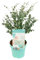 Bloomique - Eukalyptus Gunii Azura - Eukalyptus Pflanze - Winterharte Balkonpflanzen - Gartenpflanzen Winterhart - Höhe 40-60 cm - Topf 19 cm