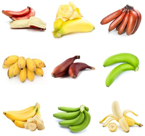 Semi di banana, semi comprare serre da balcone resistenti per il giardino esotiche per esterni da balcone frutteto fresca 65pcs