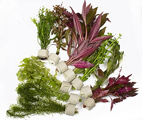 Lincolnshire Pond Plants Ltd - Bunched & Weighted Options Live Aquarium Plants - Aquatic Plants for Your Fish Tank - 50 Bunched