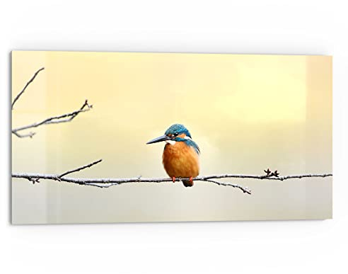 DEQORI Küchenrückwand Glas | Motiv Königsfischer auf Zweig | 80x40 cm | Bad- oder Herd-Rückwand | Herdblende Spritzschutz für Küche & Badezimmer | Moderne Deko für Fliesenspiegel