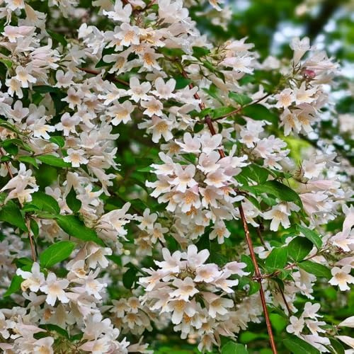 Semillas de Kolkwitzia amabilis, arbustos resistentes Semillas de nácar, de arbustos de balcón productos sostenibles Decoración de jardín para exteriores 50pcs