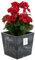 Blumentopf Blumenkübel 10 L mit Einsatz 7,5 L Beton-Optik H 23,5 cm Blumentopf aus Kunststoff Pflanzkübel übertopf Quadrat Beton-struktur Anthrazit Farbe Fürinnen/Aussen Bereiche Garten Patio Wohnzimm