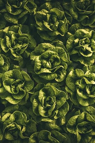 Sachet de graines de Chicorée sauvage améliorée blonde - Sachet de 3 grammes - Graines de style