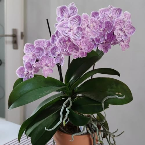 150 pcs orchideen samen pflanzen samen orchidee samen bio saatgut deko garten orchideen echte pflanzen samen balkon deko zimmerpflanzen echt winterharte pflanzen für garten garten