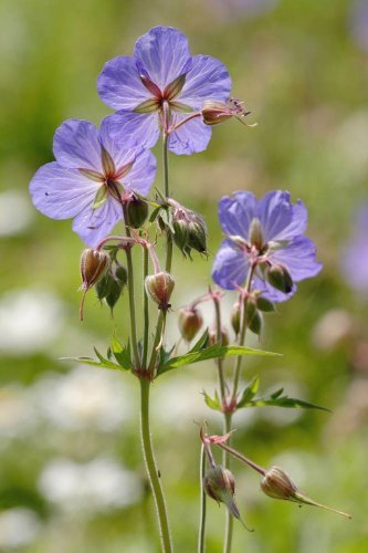 Just Seed - British Wild Flower - Meadow Cranesbill - Geranium pratense - 30 Seeds