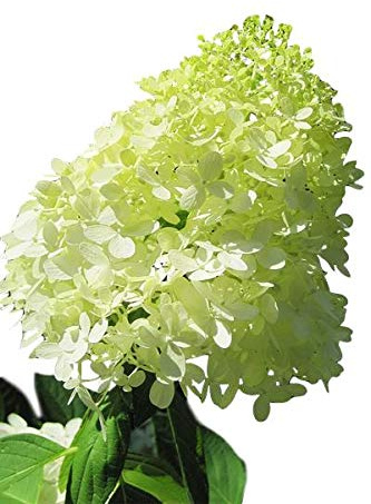Limelight Hardy Hydrangea - Proven Winners - Quart Pot