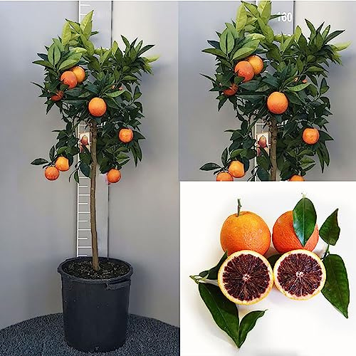 Plante d'oranger SAVINI VIVAI, agrumes orange foncé en pot de 35 cm hauteur 150-180 cm 6-7 ans de greffage, fabriqué en Italie