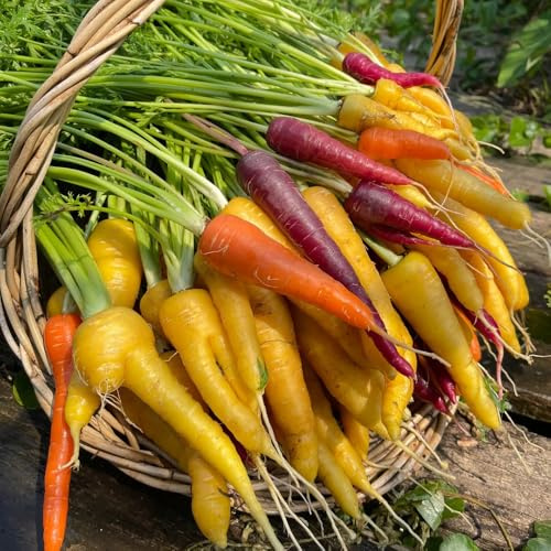 semi di carota biologici - balcone vecchie varietà resistenti in vaso 125pcs