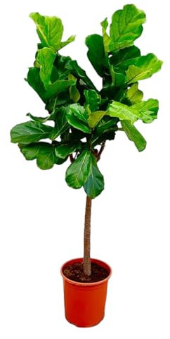 Trendyplants – Ficus Lyrata träd – tobaksväxt – inomhusväxt – höjd 150–170 cm – krukstorlek Ø 30 cm