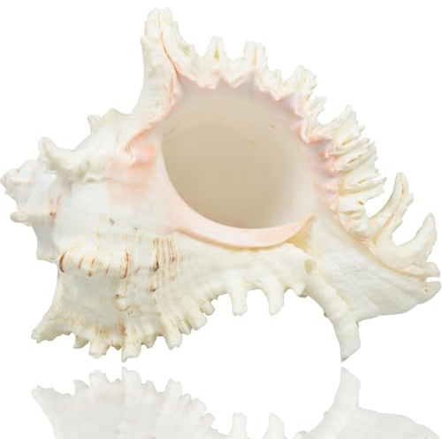 TaoQ C Large Natural Sea Shells, Murex Ramosus shells, Huge Ocean Conch 16-20 cm Jumbo Seashells Perfect for Wedding Decor Beach Theme Party, Home Decorations,DIY Crafts, Fish Tank