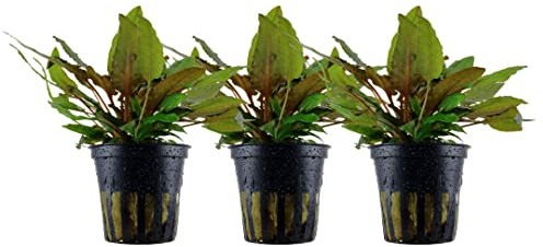 AquaOne Aquarium Pflanze 3 Stück Cryptocoryne wendtii 'Tropica' I Wasserpflanze Aquariumpflanze Rosette voll durchwurzelt einfach pflegeleicht Aquascaping Dekoration