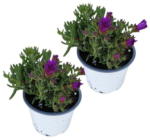Mesen - Pack 2 Plantas - Lampranthus Delosperma - Planta Natural Resistente para Exterior
