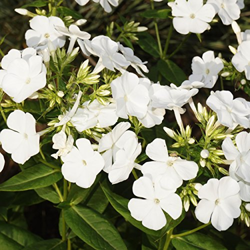 Blumixx Stauden Phlox amplifolia 'Waupee' - Breitblatt-Flammenblume weiß