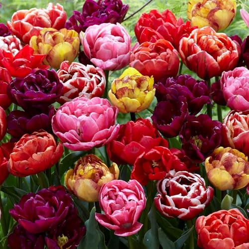 YouGarden Double Flowered Peony Tulips, Pack of 15 Bulbs, Size 10+, Mixed Colours