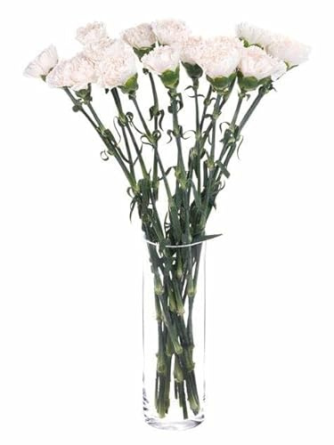 Bouquet de Clavel Blanco con 50 Flores Naturales de Alta Duración