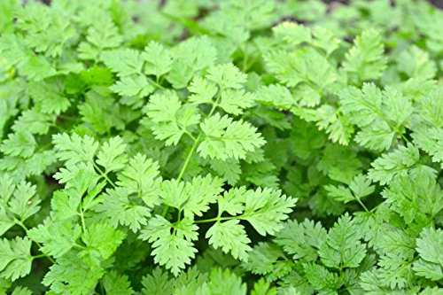 Chervil Seeds,200 Count COOL BEANS N SPROUTS Brand. Home Gardening.