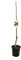 Garden Center shop | Árbol Frutal Cerezo Autofértil (Prunus avium) de 2 Años | Altura 120-140 cm | Cultivado en Maceta de 7 L | Fructificación Temprana | Apto para Interior y Exterior | Fácil de Cuida