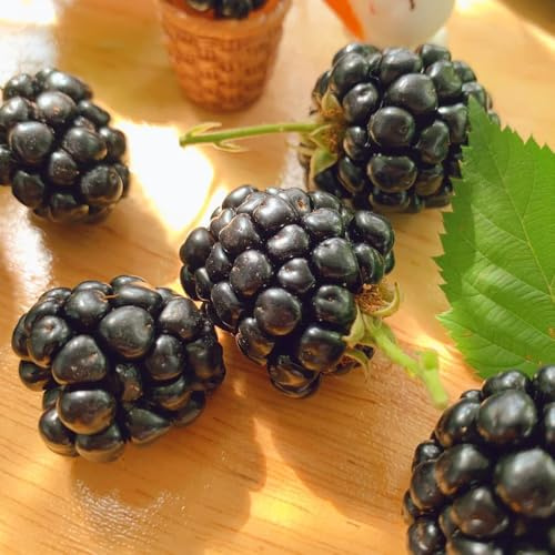Semi di mora, frutto colonnare, da giardino Rubus fruticosus, da balcone da frutto biologici 350pcs