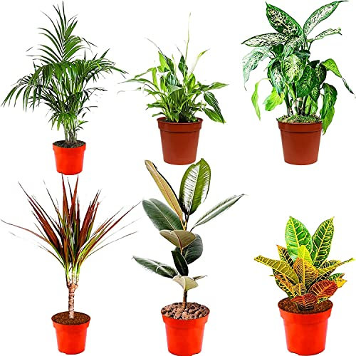 DECOALIVE | Plantas de Interior Naturales | Mezcla de 6 Plantas de Interior | Plantas Purificadoras del Aire