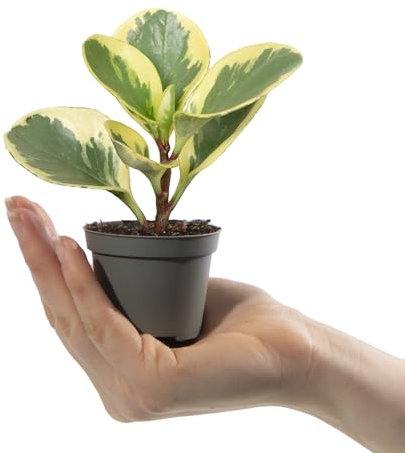 Baby Radiator Plant | Peperomia Obustifolia USA | House Plants for Home Office | Grow Your Own Mini Plants | Indoor Plant in Pot