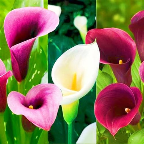 Calla Lily Bulbs Bulk Calla Lily Bulbs for Planting Now UK,Hardy Perennial,Plant Bulbs,Garden Flowers,Wedding Flowers-8bulbs-e