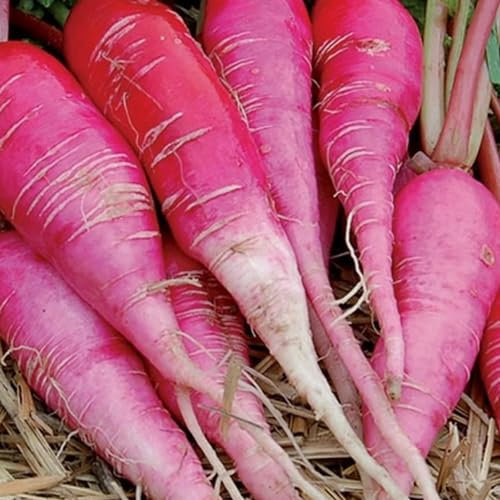 Winter Radish Seeds - 400 China Rose Radish Seeds - Plant and Grow Your Own Vegetables for Gardens, Pots & Allotments – Suitable for Indoor & Outdoor Planting – Packed in The UK by Meldon Seeds
