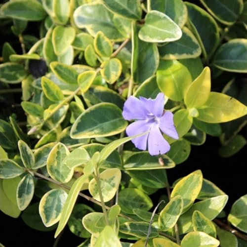 24 x Petite Pervenche 'Argenteovariegata' - Vinca minor godet 9x9cm, pour 3m² : Un couvre-sol robuste et polyvalent pour votre jardin