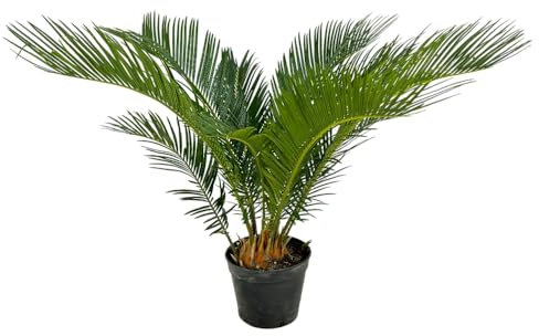 Pianta di CYCAS REVOLUTA palma nana IN VASO 14 CM h40 cm FOTO REALE AMDGarden