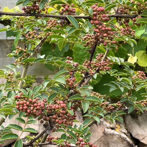 semi di peperone resistenti - giardino interno biologici 300pcs