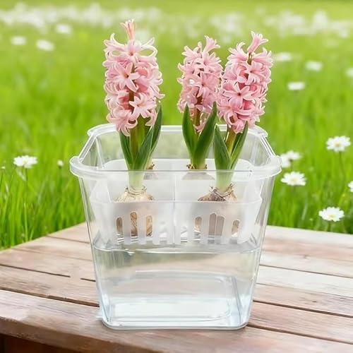 MUMQAQ Hydroponisk planterare tulpanglödlampa planterare tulpanodling 4 hål hydroponisk blomkruka med behållare för hyacintlökar rotvisning vattenkulturkruka för inomhus hem kontor dekor