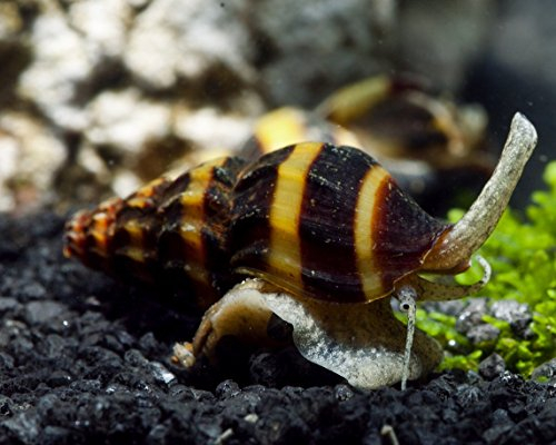 Garnelio - Raubschnecke - Anentome helena - 3er Gruppe