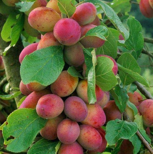 Prunus Victoria Plum Fruit Tree 2-3Yr 6ft Supplied in a 7 Litre Pot by DirectPlants™