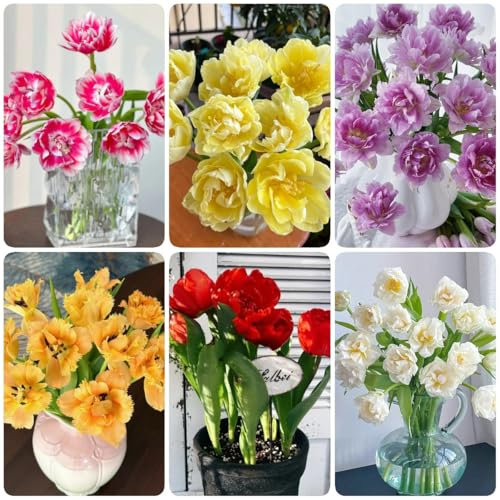 tulpenzwiebeln kaufen, blumenzwiebeln tulpen - winterlinge zwiebeln winterhart mehrjährig tulpenzwiebel wildtulpen zwiebeln, winterharte pflanzen für garten, balkonblumen topfpflanzen 6pcs