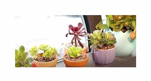 Pcs - 10x Aeonium Ssp. Mix Mélange Mind. 5 Succulent Plantes - Graines ID1675 - Seeds & Plants Shop by Ipsa