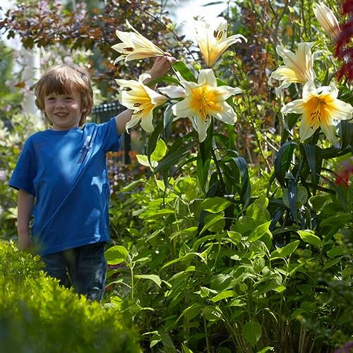 High Tea Bulbi Giglio Gigante (3 pezzi) - Bulbi Fiori resistenti al gelo provenienti dall'Olanda da piantare in giardino (grandi bulbi, non semi, non artificiali) (High Tea)
