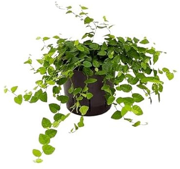 Ficus Pumila Natural Ideal para Exterior - Planta Resistente