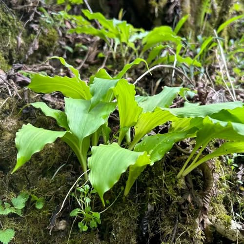 bärlauch kräutergarten balkon bärlauchsamen seltene küche 600samen