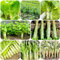 semillas de ensalada de espárragos - maceta de bonsái con plantas verdes hortalizas plantas ensalada de espárragos hortalizas jardín de 350pcs