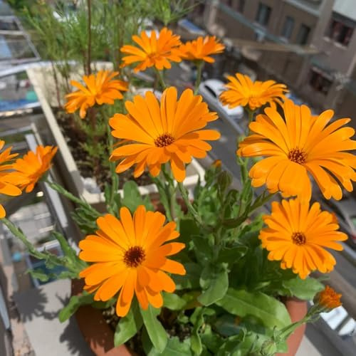 semi di calendula officinalis, balcone, interno, giardino resistenti, 200pcs