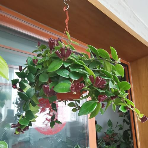 10 pcs spinnenpflanze samen（grünlilien） indoor garden luftreinigende zimmerpflanzen deko garten hängepflanze echt winterharte kübelpflanzen garten pflanzen bonsai topf balkonpflanzen