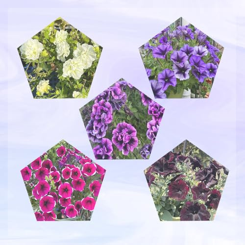 semillas de petunia - silvestres perenne decorativas jardín resistentes rocas 250pcs